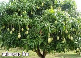 Kakori mangoes from Uttar Pradesh
