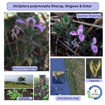 Scientists discover fire-resilient species of Dicliptera