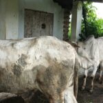 मनरेगा के पशु शेड निर्माण से नारायण को गौपालन में मिली नई राह